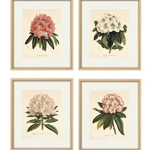 Pink Rhododendron art antique Botanical Art Prints flower art print Victorian art old prints Garden Wall Art Vintage decor flower wall art