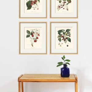 Antique fruit art print Vintage kitchen art print antique botanical art prints fruit wall art kitchen art decor fruit print vintage set of 4