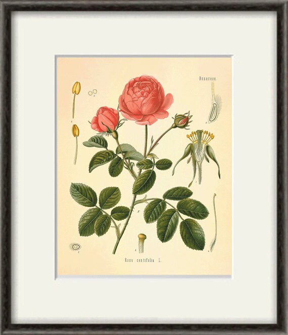 Pink Rose Botanical Print: Antique Victorian Flower Wall Art