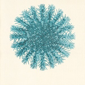 Sea coral art print Vintage prints Nautical art prints old prints Ocean Decor ocean life Natural History sea life art antique nature print