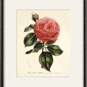 Red rose print antique flower art print antique wall art Flower decor botanical prints Garden print Victorian art French decor Cottage art image 3