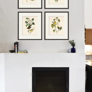 May include: Four framed prints of yellow birds with flowers and foliage. The prints are arranged in a grid pattern on a white wall above a fireplace.