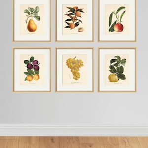 Antique fruit art print Vintage kitchen art print antique botanical art prints fruit wall art kitchen art decor fruit print vintage set of 6
