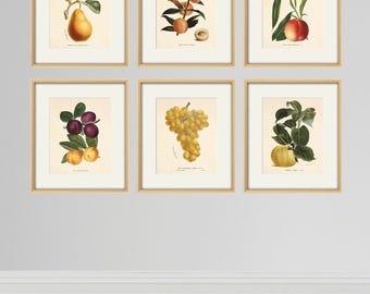 Láminas artísticas botánicas de frutas vintage: decoración de pared de cocina antigua, juego de 6