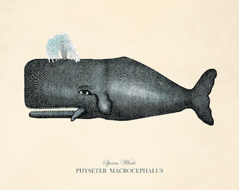 Antique Sperm Whale Art Print: 1800s Natural History Illustration