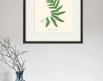 Antique Fern Print: Victorian Botanical Wall Art