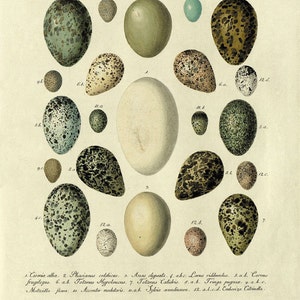 Antique Bird Eggs Print Nature art print home decor wall art Natural History art Victorian art old prints antique prints art print poster
