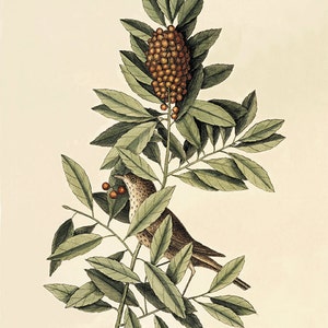 May include: An antique botanical illustration of a bird perched on a branch with green leaves and berries. The bird is brown and white, and the berries are orange. The text at the bottom reads "Turdus minimus The little Thrush" and "Ilex caroliniensis The Dahoon Holly."