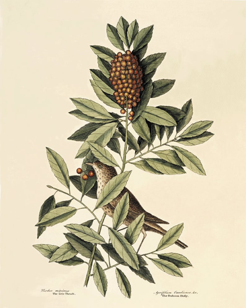 May include: An antique botanical illustration of a bird perched on a branch with green leaves and berries. The bird is brown and white, and the berries are orange. The text at the bottom reads "Turdus minimus The little Thrush" and "Ilex caroliniensis The Dahoon Holly."
