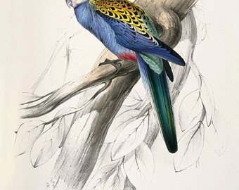 Antique Parrot Art Print: Victorian Bird Illustration