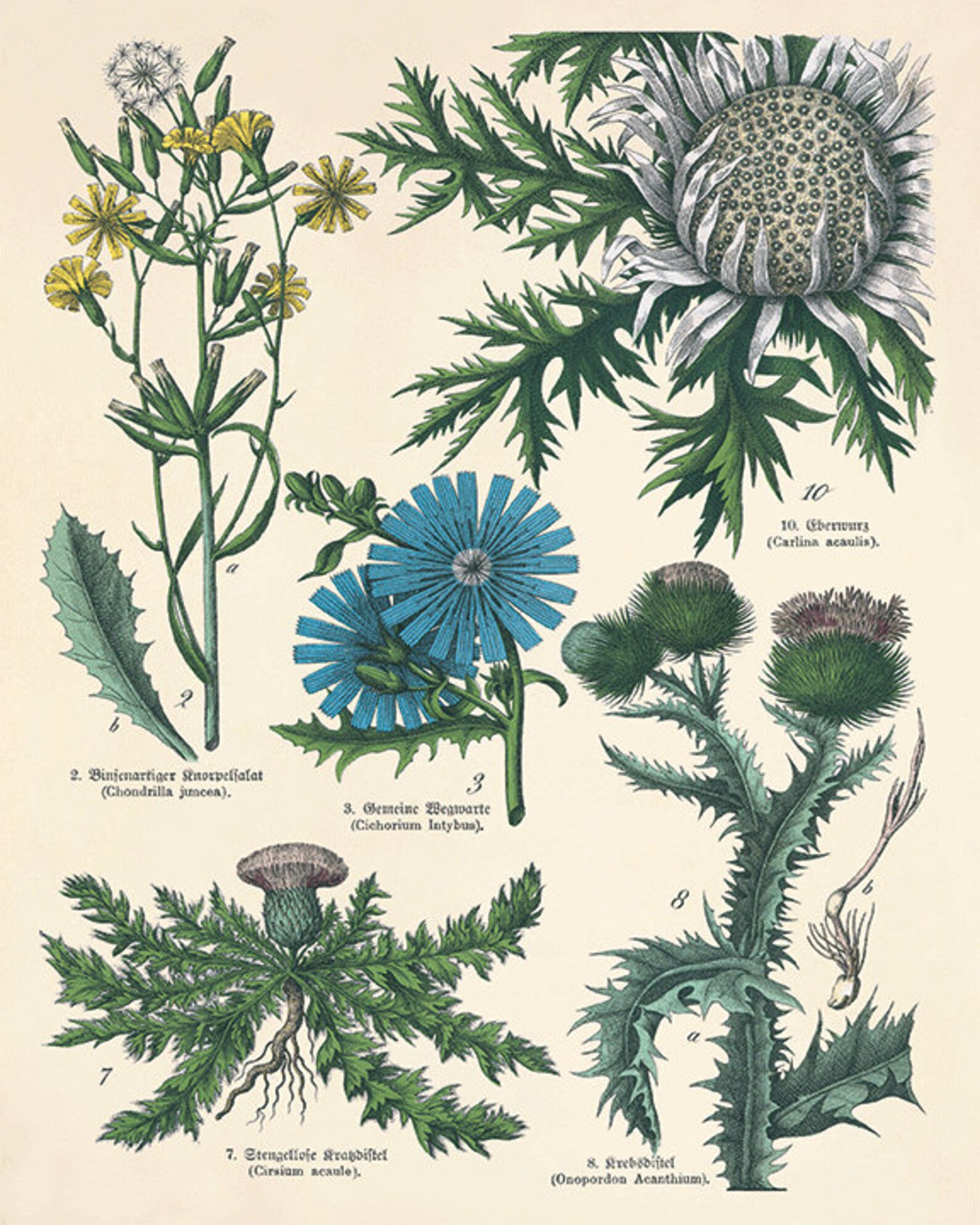 Antique Kitchen Herb Print Set: Vintage Botanical Wall Art - Etsy
