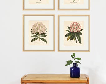 Antique Rhododendron Botanical Print: Vintage Flower Wall Art Set of 4