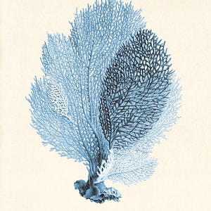 Blue coral art print Vintage nautical art print sea art print Ocean art print ocean life Natural History sea life art antique nature print