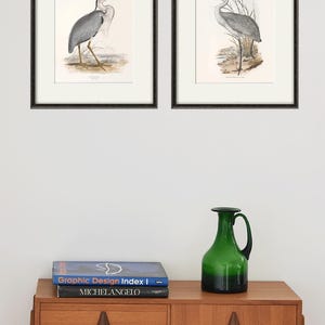 May include: Two framed illustrations of birds. The illustrations are in black frames and are on a white wall. The illustrations are of a grey heron and a crane. The illustrations are in a vintage style.