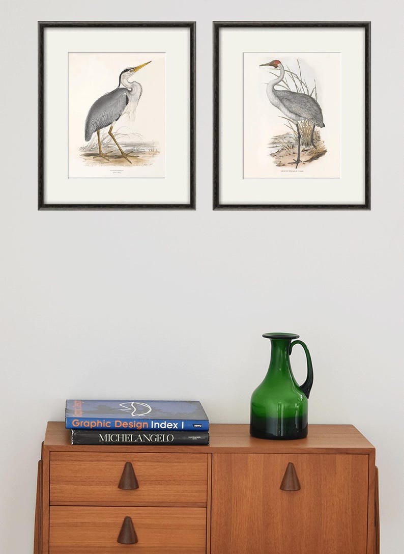 May include: Two framed illustrations of birds. The illustrations are in black frames and are on a white wall. The illustrations are of a grey heron and a crane. The illustrations are in a vintage style.