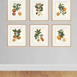 Lámina de arte cítrico, láminas botánicas antiguas, juego de láminas botánicas, láminas de cítricos, láminas de frutas, juego de 6, arte de cocina, lámina de naranja, arte mural de frutas