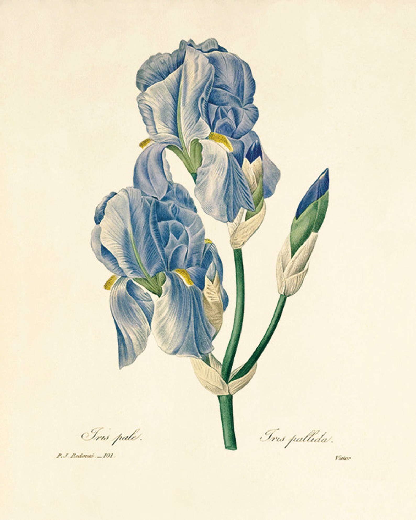 Blue Botanical Prints Vintage Flower Art Cottage Wall Art - Etsy