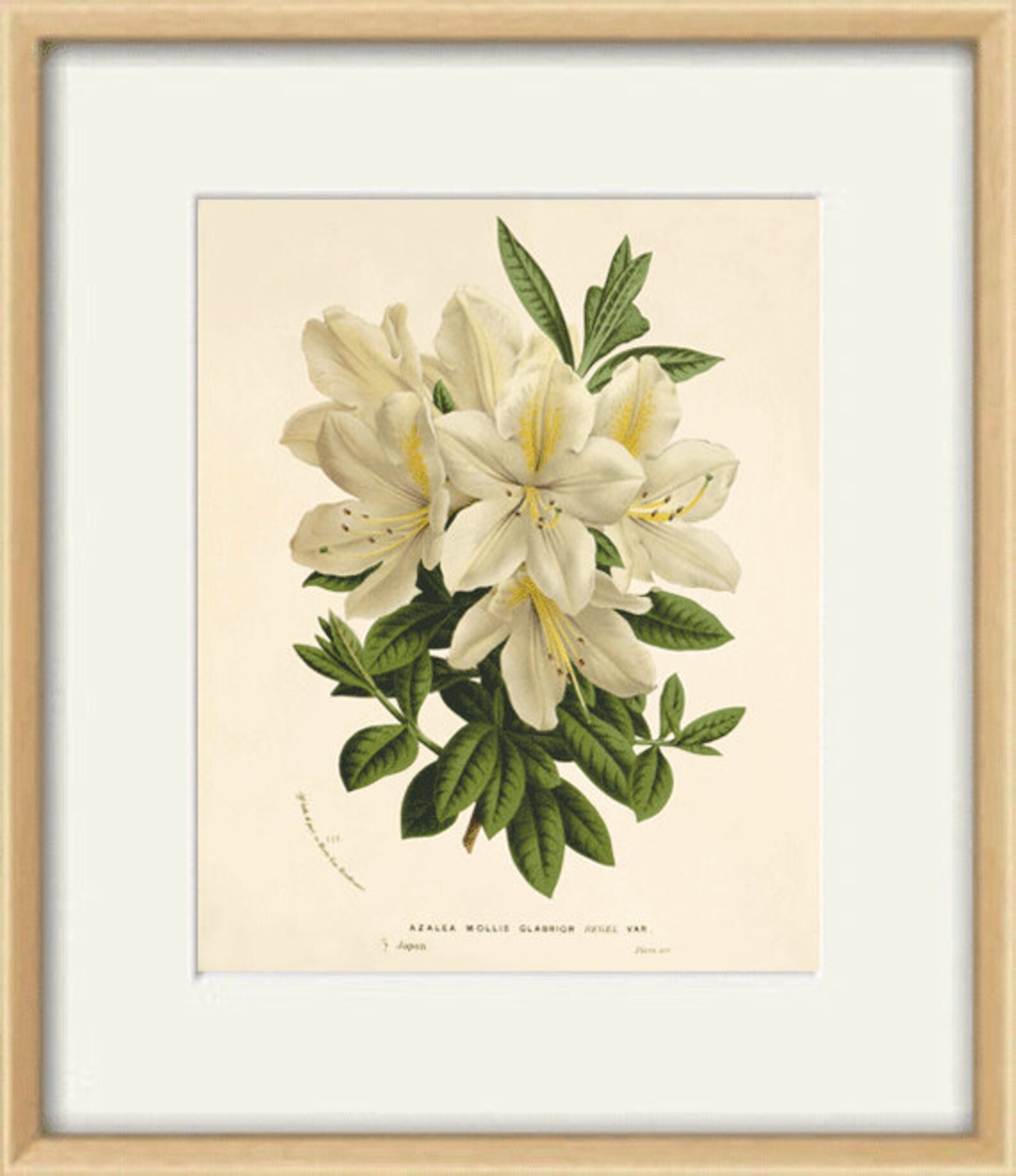 Pink Botanical Prints Set of 4: Vintage Victorian Flower Wall Art - Etsy