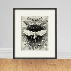 Impresión artística de mariposas, impresión vintage de naturaleza, arte de historia natural, impresiones antiguas, impresiones antiguas, arte victoriano, arte de pared de jardín, decoración de mariposas