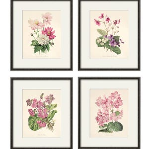 Roze botanische prints, vintage bloemenkunst, kunst aan de muur cottage, Victoriaanse print, Franse muurkunst, antieke muurkunst, bloemenprint, tuinprint