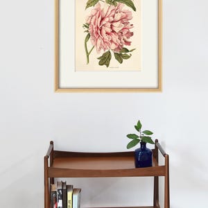 May include: A framed botanical illustration of a pink peony flower with green leaves. The illustration is on a white background and is framed in a light wood frame.