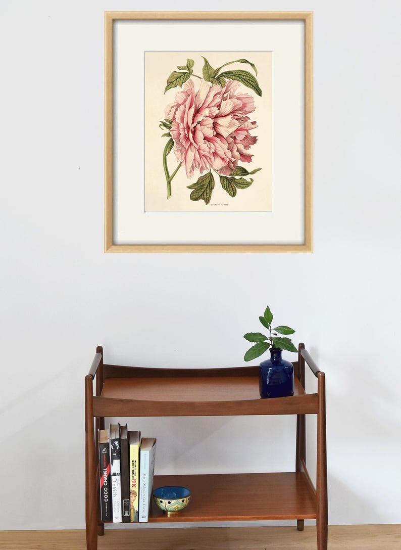 May include: A framed botanical illustration of a pink peony flower with green leaves. The illustration is on a white background and is framed in a light wood frame.