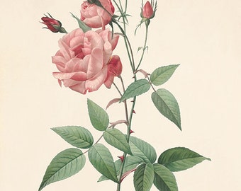 Impressão de Rosa Antiga: Arte de Parede Botânica Vitoriana
