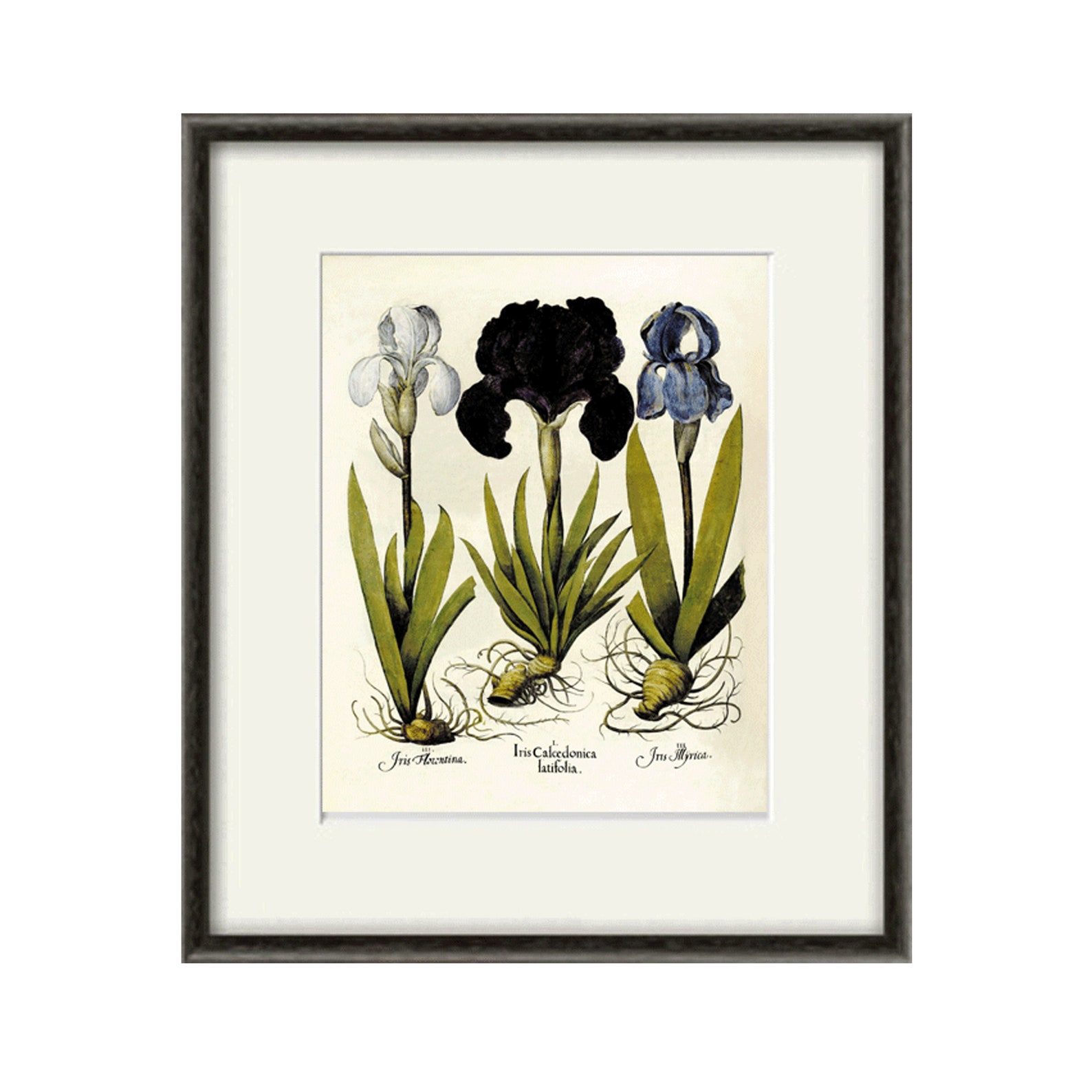Iris art print Antique wall art flower art print botanical art Etsy