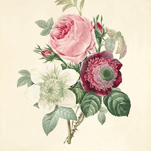 Póster con estampado de arte de rosas, impresiones antiguas, impresiones de arte botánico, decoración del hogar, arte de pared victoriano, arte de pared de jardín, impresión de arte de flores, impresión botánica