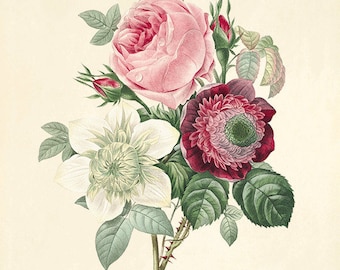 Antique Rose Botanical Art Print: Victorian Garden Wall Decor