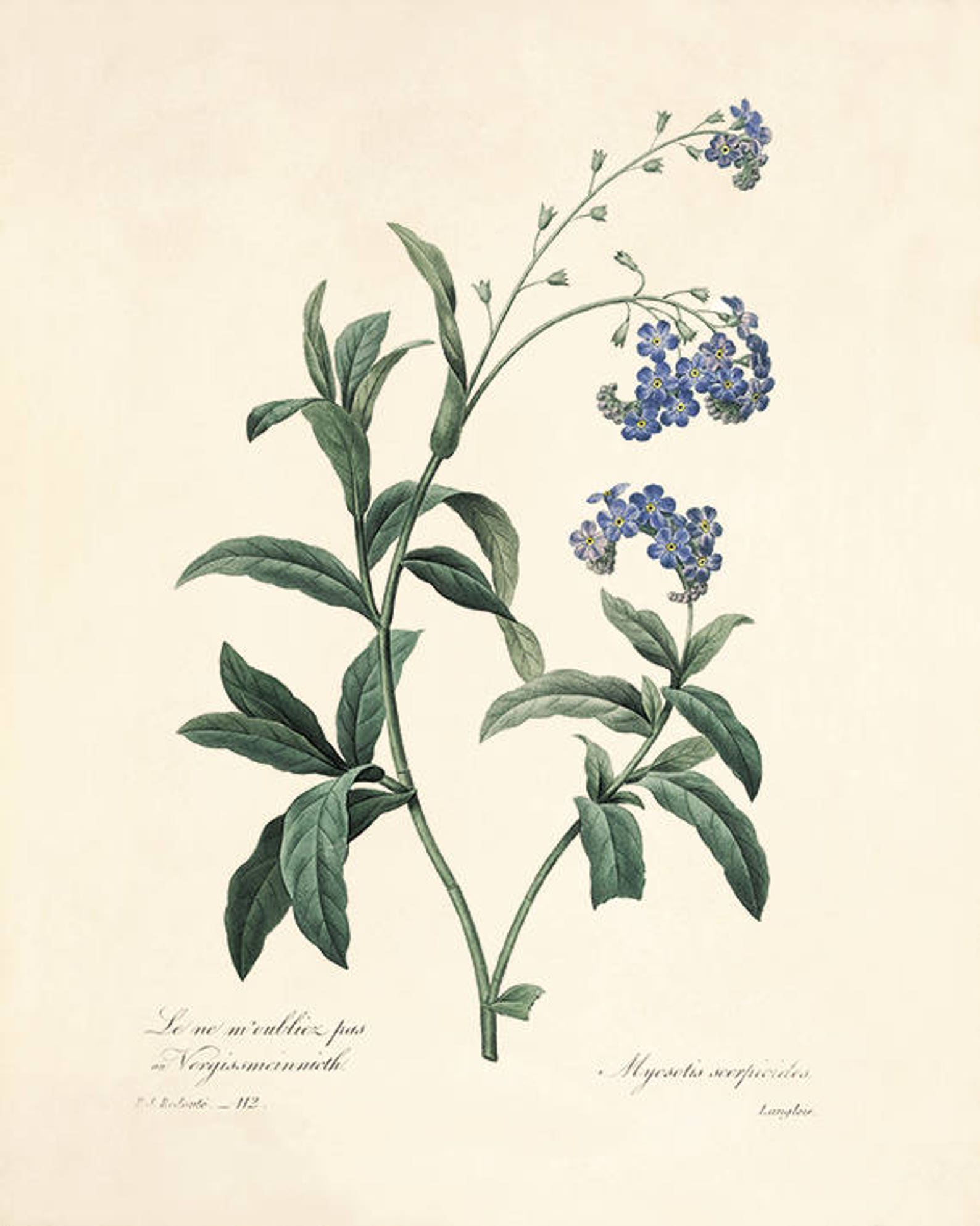 Blue Botanical Prints Vintage Flower Art Cottage Wall Art - Etsy Australia