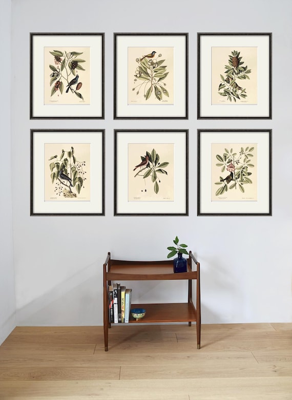 Antique Bird Art Print Set: 1800s Victorian Natural History Prints
