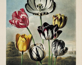 Antique Tulip Print: Victorian Botanical Art, French Home Decor