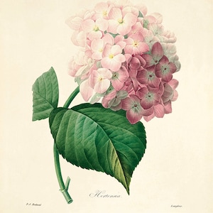 Hydrangea art vintage flower art Cottage wall art Victorian print French wall art antique wall art Flower decor Flower print Garden print