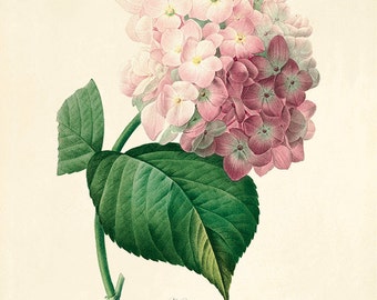 Art d'hortensias, art floral vintage, art mural cottage, impression victorienne, art mural français, art mural antique, décoration florale, impression de fleurs, impression de jardin