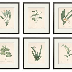 Botanical print set leaf art print French Botanical art print Cottage wall art leaf wall art plants art print botanical wall art leaf print