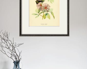 Vintage Hummingbird Print: Antique Bird Illustration, Nature Wall Art
