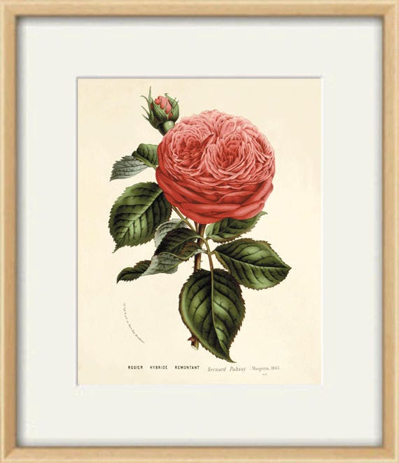 Antique Red Rose Print: Victorian Botanical Wall Art - Etsy