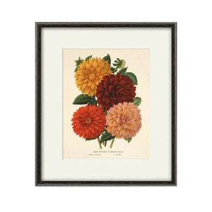 Dahlia Vintage flower art print garden wall art botanical prints Antique prints home decor wall art French prints old prints Flower decor image 2