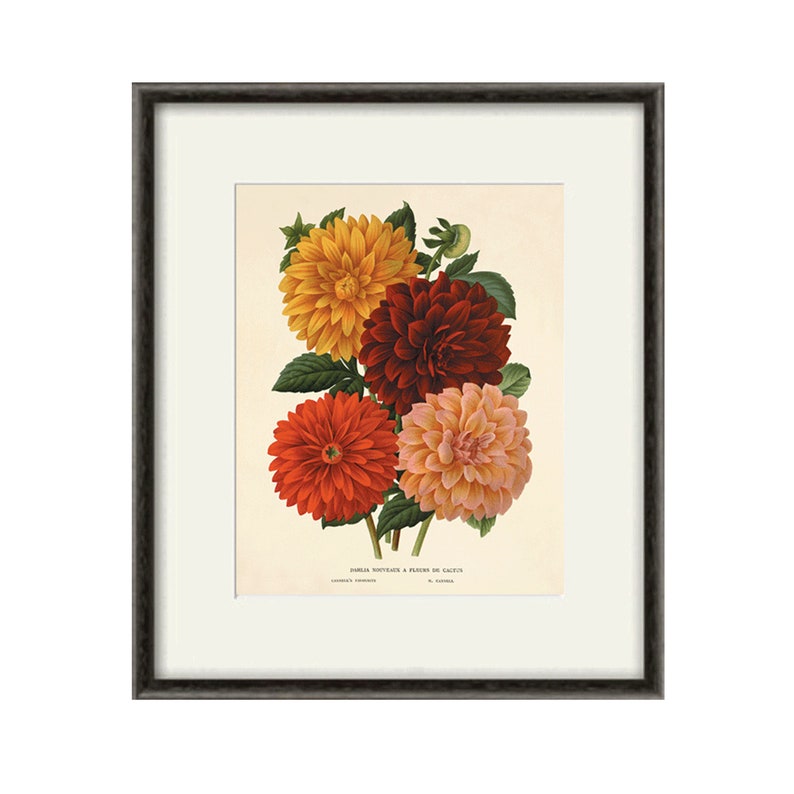 Dahlia Vintage flower art print garden wall art botanical prints Antique prints home decor wall art French prints old prints Flower decor image 2