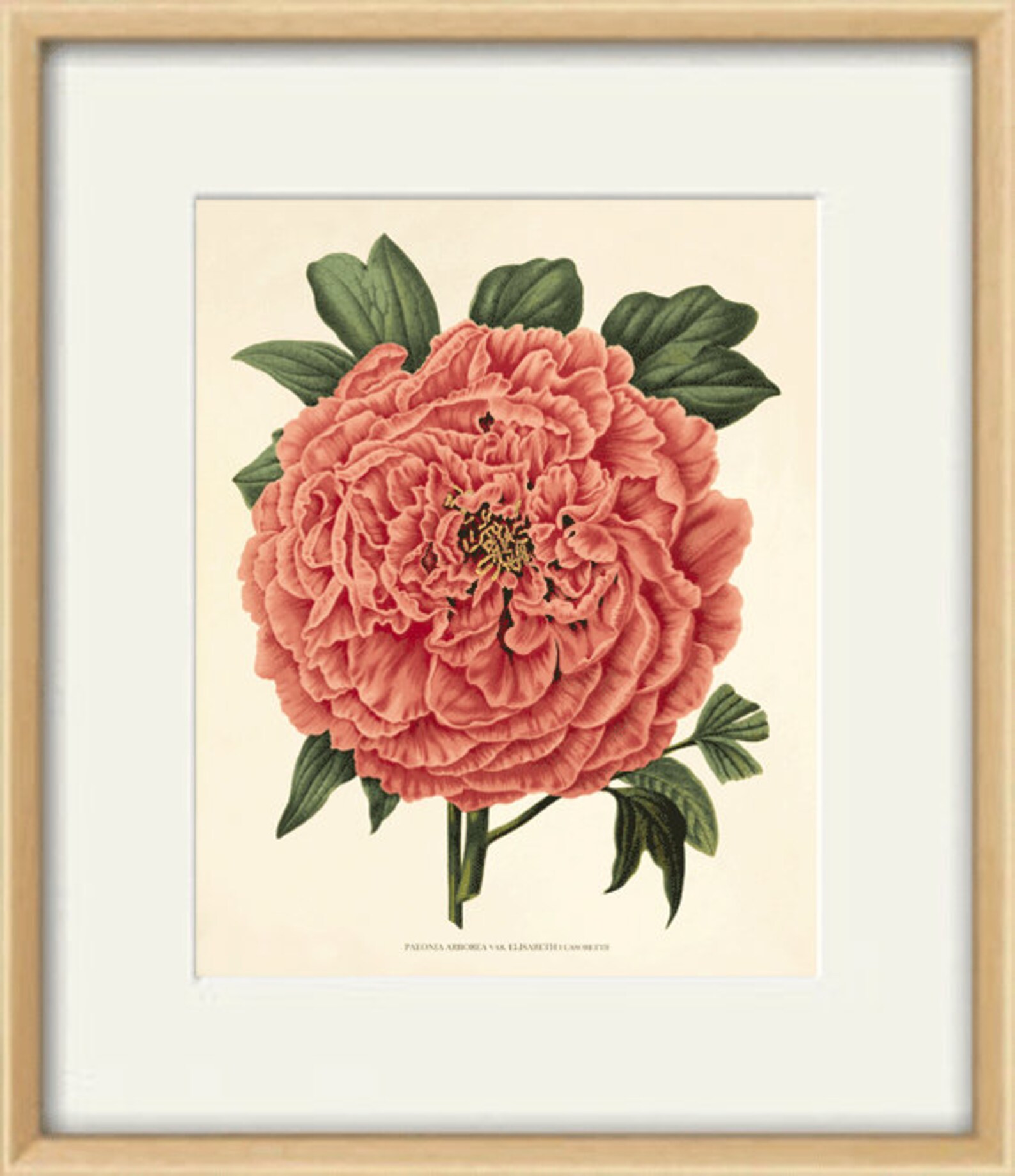 Pink Botanical Prints Set of 4: Vintage Victorian Flower Wall Art - Etsy