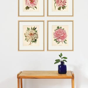 May include: Four framed botanical prints of pink and white peonies, displayed on a white wall above a wooden table with a blue vase and a small plant.