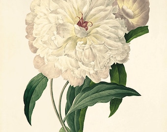 Antique Peony Art Print: French Botanical Decor