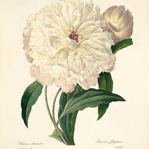 Lilac Vintage Flower Art Print Antique Wall Art Flower Wall Etsy