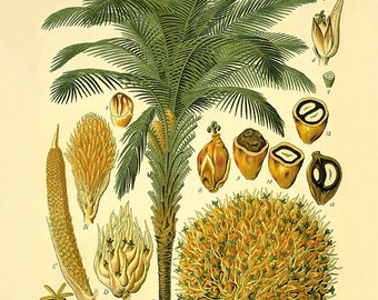 Palm tree art print antique Botanical Art Prints Home Decor Wall Art Victorian art print Garden Wall Art Vintage antique prints nature art