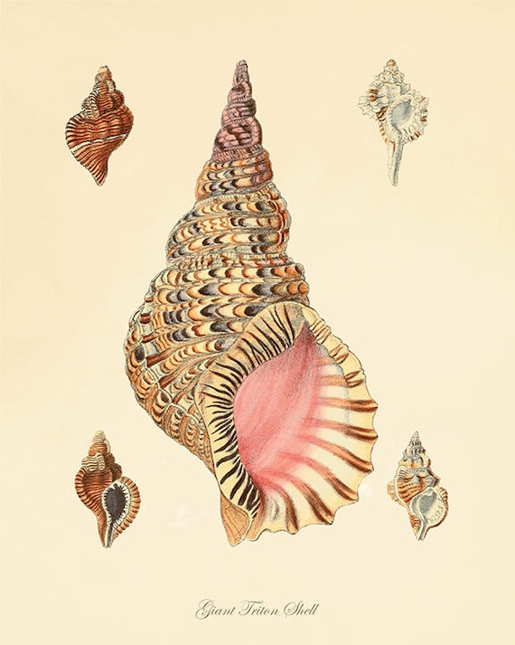 Sea Shell Print Beach Decor Art Nautical Print Natural