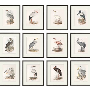 Bird wall art print Bird art print Nature print art print poster wall art print Victorian art old prints Garden Wall art print set image 1