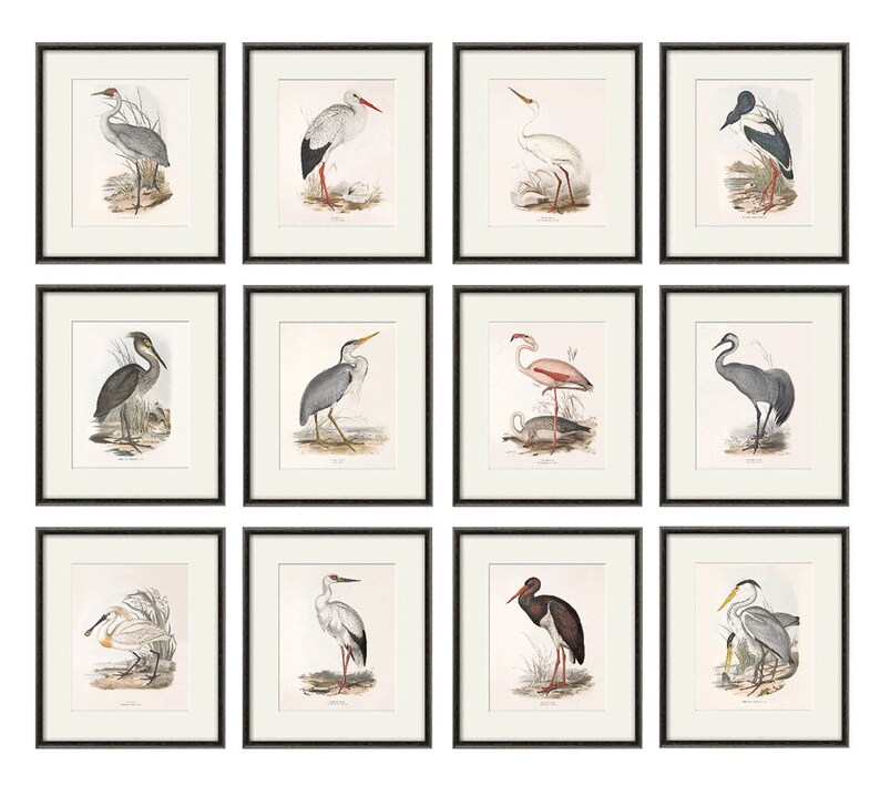 Bird wall art print Bird art print Nature print art print poster wall art print Victorian art old prints Garden Wall art print set image 1