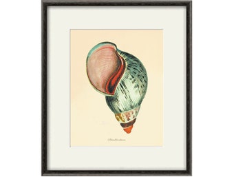 Sea shell art print antique prints Nautical art print Ocean Decor beach art print ocean print Sea art print old prints home decor wall art