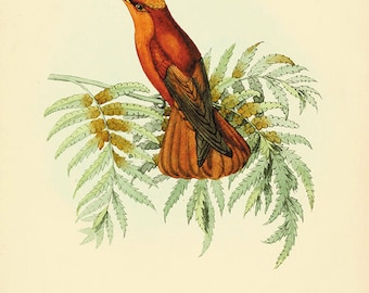 Antique Hummingbird Print: Vintage Bird Illustration, Natural History Art